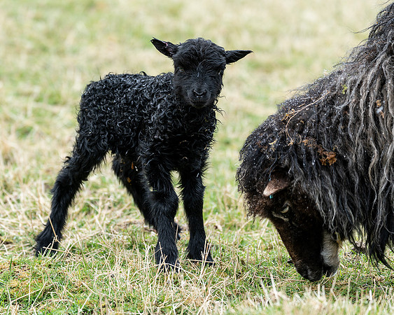 Lamb_DSC8337