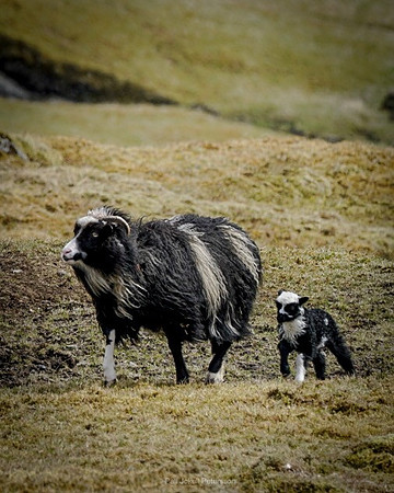 Sheep_LRG__DSC7468