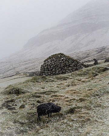 Sheep_LRG__DSC8237
