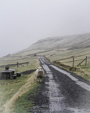 Sheep_LRG__DSC8260