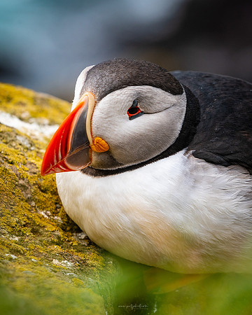 Puffin-160716_DSC6174