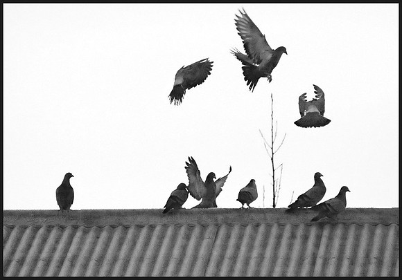 Nine pigeons