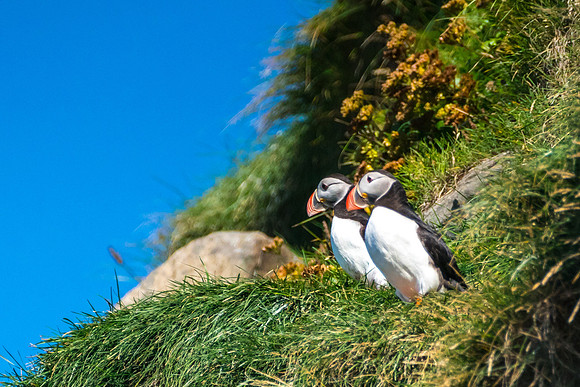 Puffins-160828_DSC2514