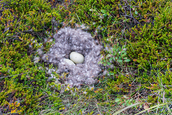 Æðarfugl á hreiðri-160716_DSC6110