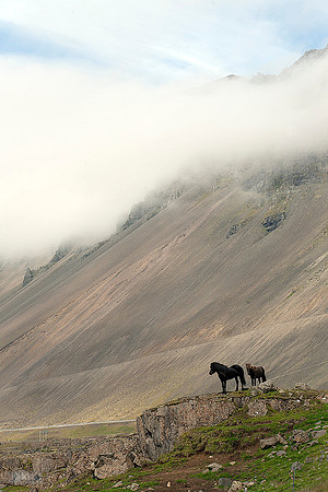 Hestar í Hornafirði