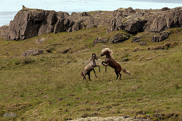 Hestar í Hornafirði