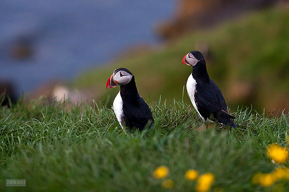 Puffins