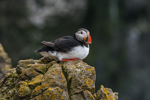 Puffin-160716_DSC6510