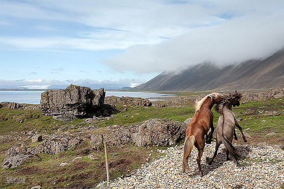 Hestar í Hornafirði