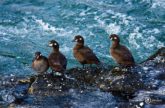 Straumendur - Harlequin ducks