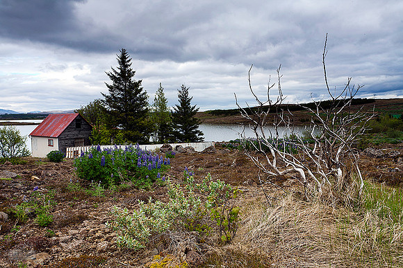 Elliðavatn, Old house and a dead tree