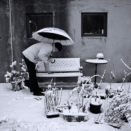 The bench in winter