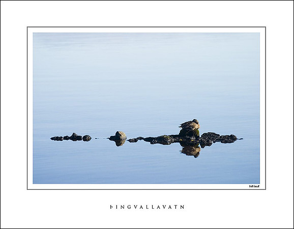 Sleeping duck