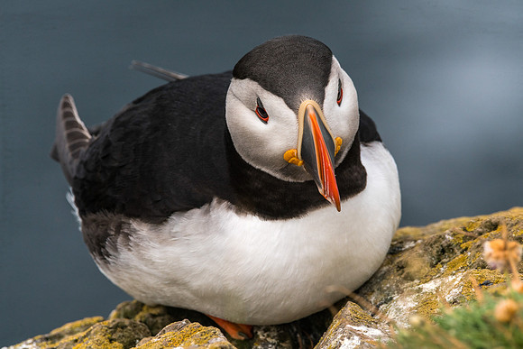 Puffin-160716_DSC6406