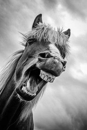 Hestar_210_220608-Edit