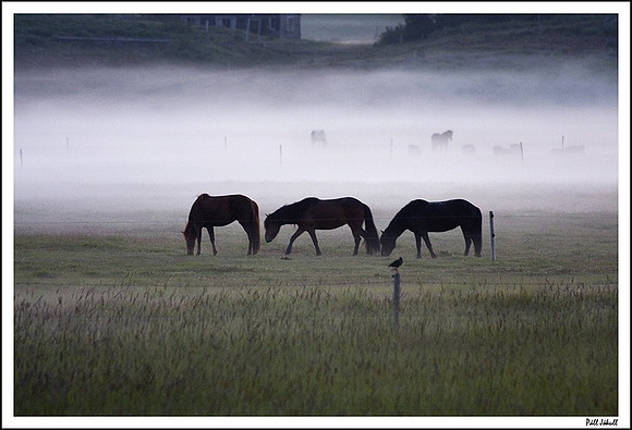 The Fog