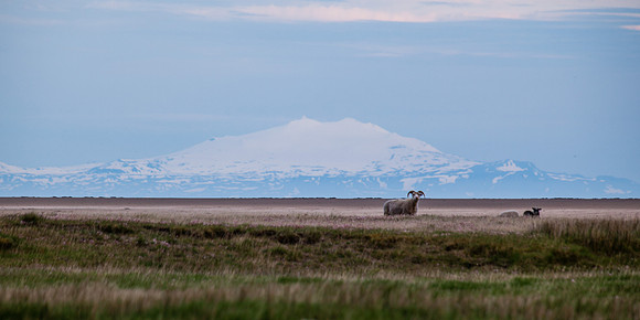 Snæfellsjökull-140608_MG_2534