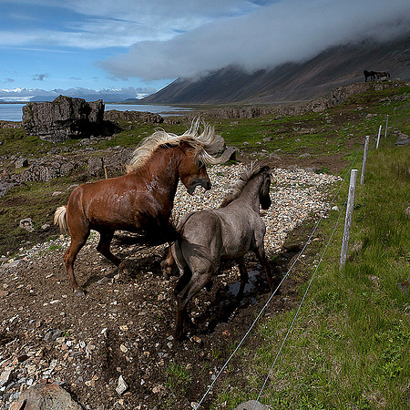 Hestar í Hornafirði