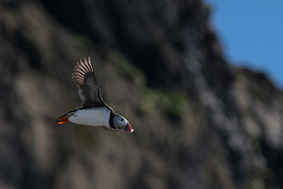 Puffins-160828_DSC2389