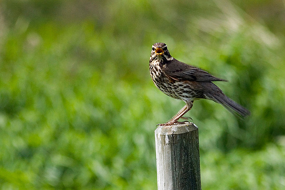 Angry Redwing