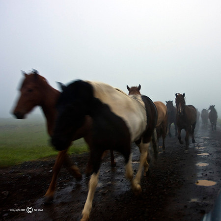 Horses