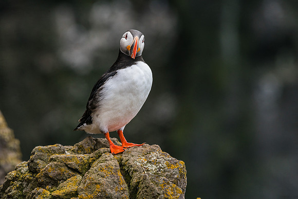 Puffin-160716_DSC6475
