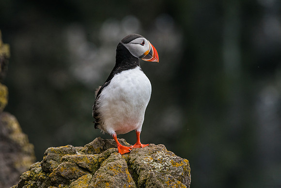 Puffin-160716_DSC6500