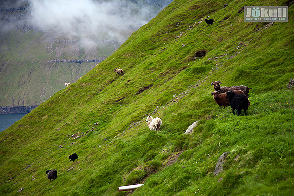 Kalsoy_310710_MG_9847