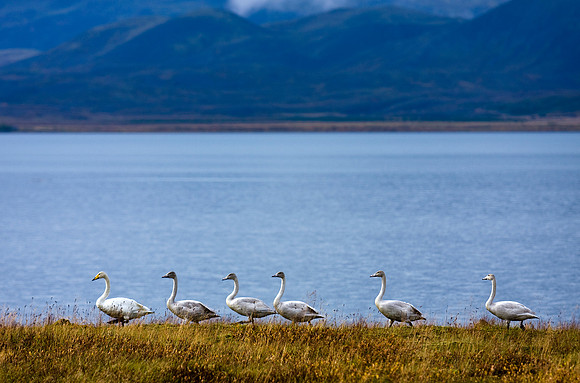Álftir (Cygnus cygnus) at Thingvallavatn