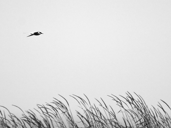 Kría - Arctic Tern