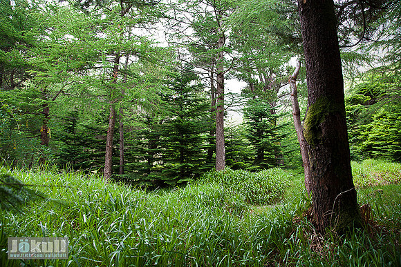 Kunoy_MG_9306