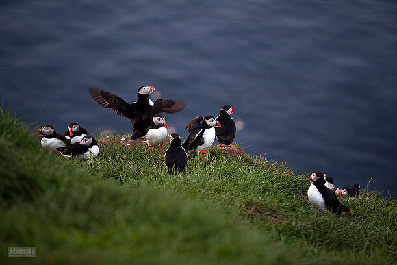 Lundabyggð / Puffins