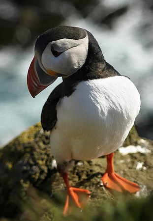Lundi - Puffin